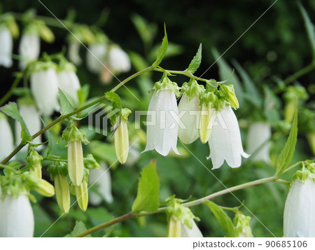 White bellflower flower 90685106