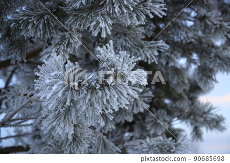 Beautiful pine branches covered with frost in winter Beautiful pine branches covered with frost in winter 90685698
