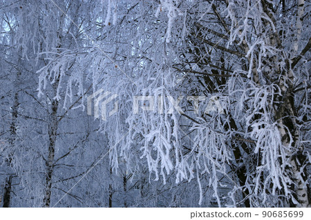 Beautiful branches of birch trees covered with snow and hoarfrost Beautiful branches of birch trees covered with snow and hoarfrost 90685699