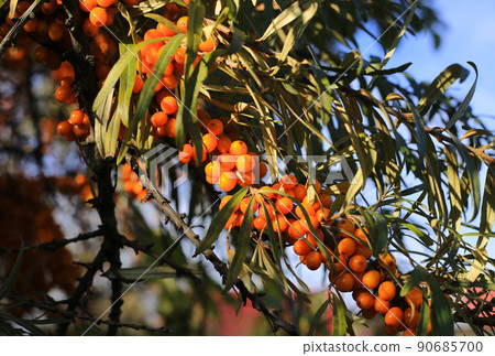 Sea-buckthorn branch with bright ripe berries 90685700