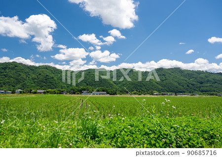 初夏的鄉村和藍天 90685716