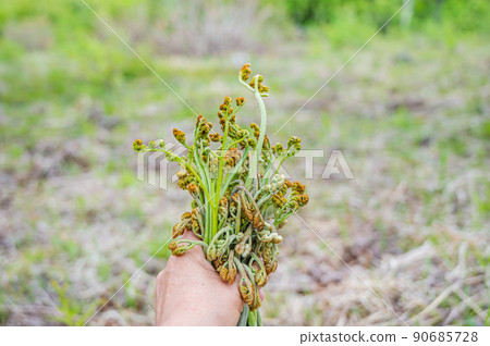 Picking bracken 90685728