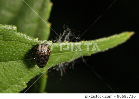 Creatures, insects, jewel beetles, late May. I was on the leaves of Kozo 90685730