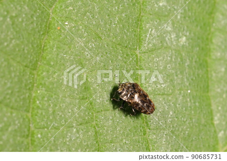 Creatures, insects, jewel beetles, and herbs are plants of the Morus alba family. Morus alba, mulberry, paper mulberry, etc. 90685731