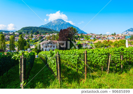 Vineyards in Spiez town, Switzerland 90685899
