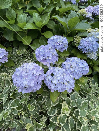 Hydrangea blooming in a corner of the park Hydrangea blooming in a corner of the park 90686239