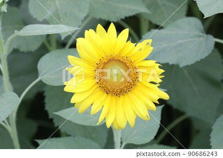 sunflower sunflower 90686243