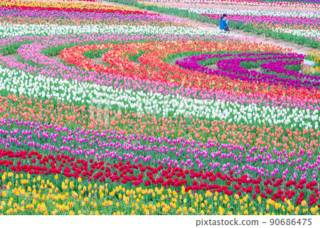 [Sera-gun, Hiroshima Prefecture] Sera Kogen Farm Spring when tulips are in full bloom 90686475