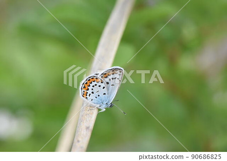 由翻譯提供支持 90686825