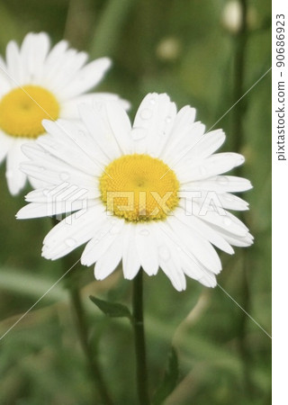 Margaret after the rain 90686923