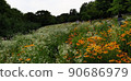 Wildflower flowers and holiday scenery in Seoul's forest park 90686979