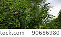 apple tree landscape in forest park in seoul 90686980
