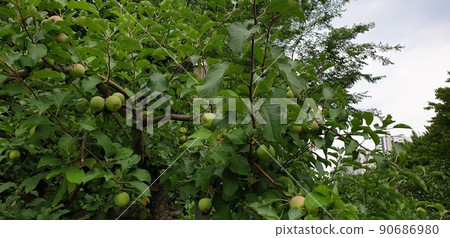 apple tree landscape in forest park in seoul apple tree landscape in forest park in seoul 90686980