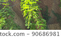 Rattan road landscape in forest park in Seoul 90686981