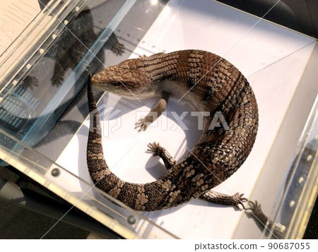 Blue-tongued lizard sunbathing Blue-tongued lizard sunbathing 90687055