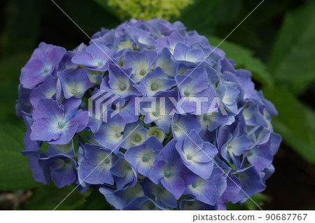 繡球 90687767