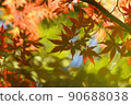 Colorful autumn leaves 90688038