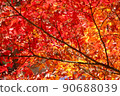 Bright red autumn leaves 90688039