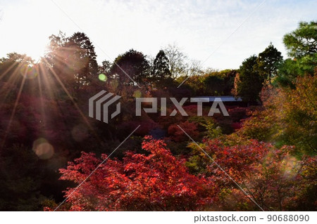 Landscape of autumn leaves illuminated by backlight Landscape of autumn leaves illuminated by backlight 90688090