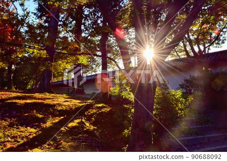 The scenery of the sun shining through the trees The scenery of the sun shining through the trees 90688092