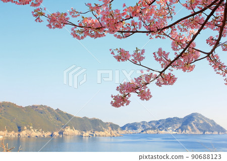 河津櫻花盛開在沙灘上 河津櫻花盛開在沙灘上 90688123