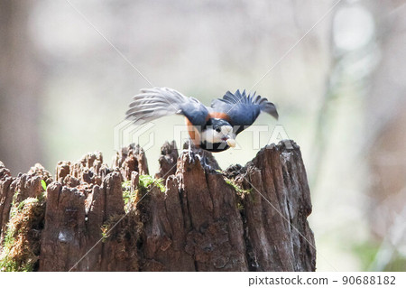 各種山雀隨食物起飛 各種山雀隨食物起飛 90688182