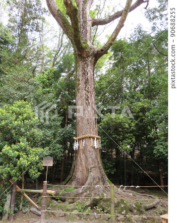 京都宇治上神社境內的一棵大櫸樹，一個有島輪和血統的新北 90688255