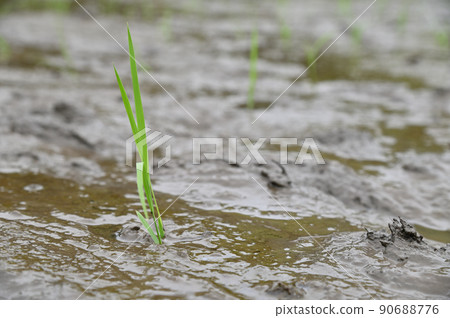 幫助日本稻農種植水稻 幫助日本稻農種植水稻 90688776