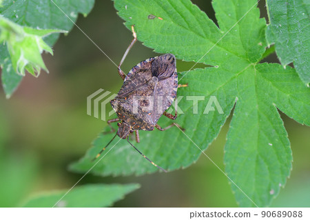 Brown marmorated stink bug perched on a leaf (Saitama Prefecture / September) 90689088