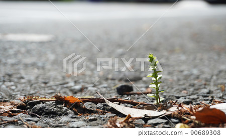 Landscape with flowers and plants <32> (Plants that stand out from the cracks in the asphalt) 90689308