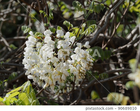 Satoyama white wisteria flowers Satoyama white wisteria flowers 90689810