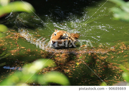 Swim tiger Swim tiger 90689869