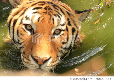 A tiger staring from the water A tiger staring from the water 90689873