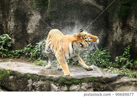 A tiger that splashes A tiger that splashes 90689877