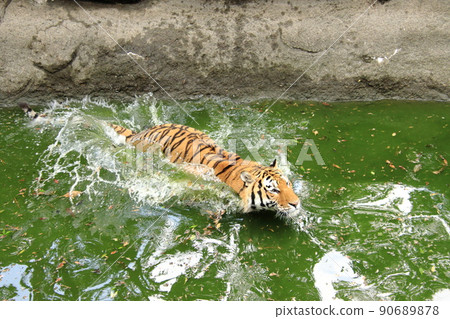 Tiger jumping into the pond Tiger jumping into the pond 90689878
