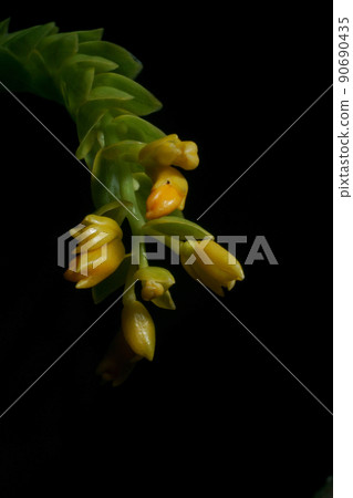 Beautiful yellow flower ,Globba spp. Blooming in rainy 90690435