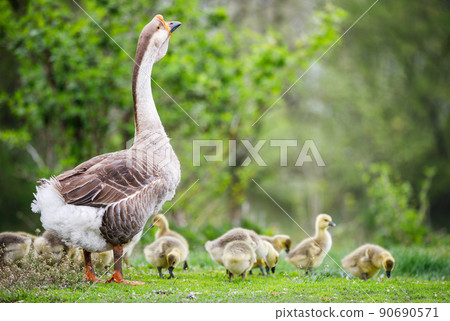 Flock of young goslings with adult goose grazing in the garden 90690571