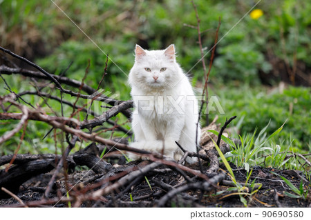White stray cat sitting at the sidewalk in countryside 90690580