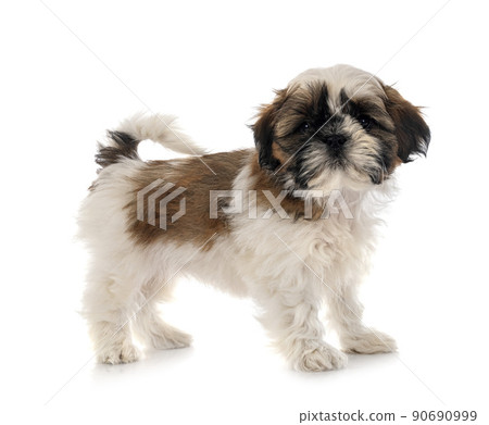 puppy Shih Tzu in studio 90690999