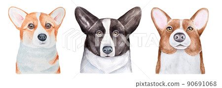 Water color illustration collection of three different cute Corgi dog portraits. Handdrawn watercolour sketchy painting on white, isolated clip art elements for design decoration, t-shirt print, card. 90691068