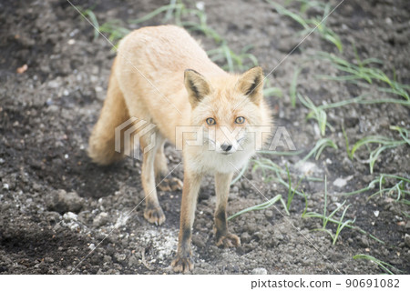 Wild Fox 90691082