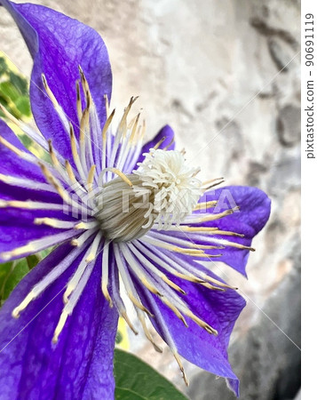 紫色鐵線蓮、深紫色鐵線蓮、八瓣花、常春藤和鐵線蓮、石牆和鐵線蓮 90691119