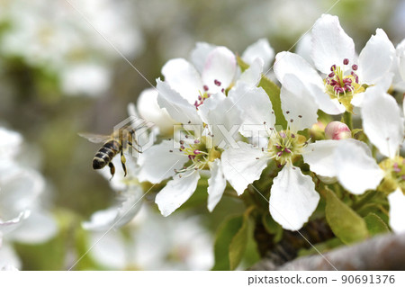 White blooming apple tree flowers in the garden close up 90691376