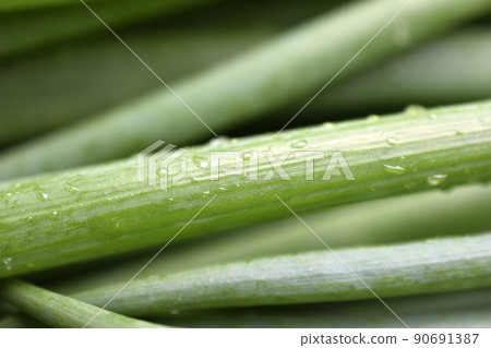Green onion on green close-up on white background 90691387