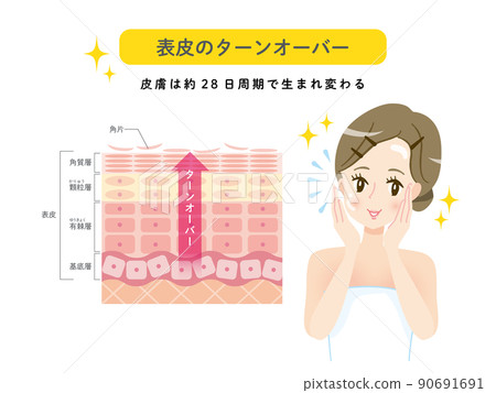 皮膚更新 皮膚結構和女性 90691691