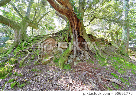 Obama City Wakasa Province "Nochiseyama Castle" stone wall and view Obama City Wakasa Province "Nochiseyama Castle" stone wall and view 90691773