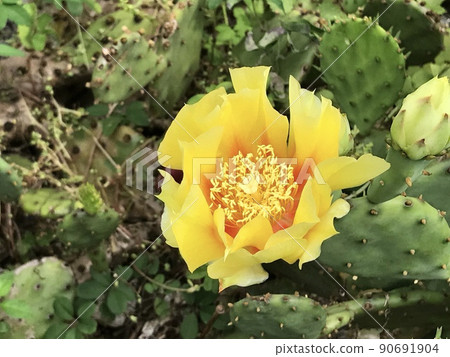 Cacti flowers 90691904