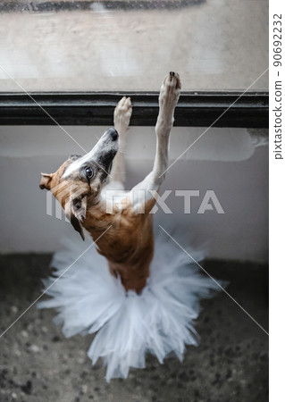 Standing dancing Dog wearing classical white ballet tutu skirt against the background of large window. Creative interesting backdrop for design, banner, placard, invitation, poster, greeting card. Standing dancing Dog wearing classical white ballet tutu skirt against the background of large window. Creative interesting backdrop for design, banner, placard, invitation, poster, greeting card. 90692232