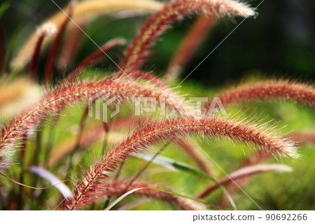 野兔狼尾草、紫葉狼尾草、紫狼尾草、紫夢狼尾草 野兔狼尾草、紫葉狼尾草、紫狼尾草、紫夢狼尾草 90692266