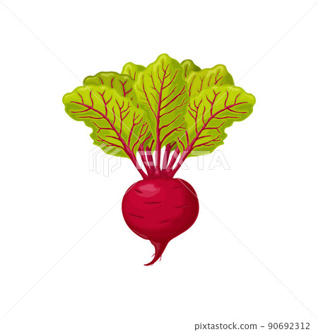 Beet. Red ripe beets. Ripe organic vegetable from the garden. Farm product. Sugar beet, vector illustration isolated on a white background Beet. Red ripe beets. Ripe organic vegetable from the garden. Farm product. Sugar beet, vector illustration isolated on a white background 90692312